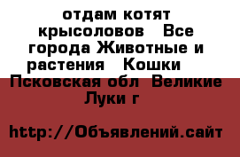 отдам котят крысоловов - Все города Животные и растения » Кошки   . Псковская обл.,Великие Луки г.